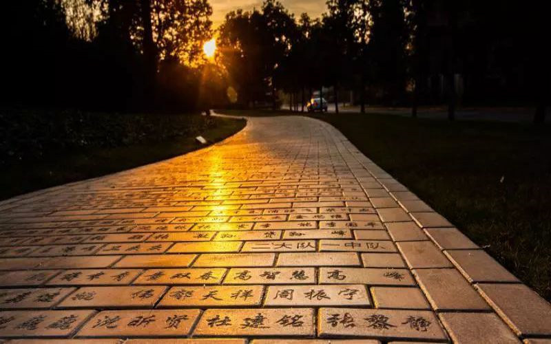 林荫小道