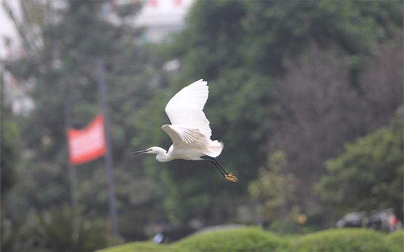 校园景色