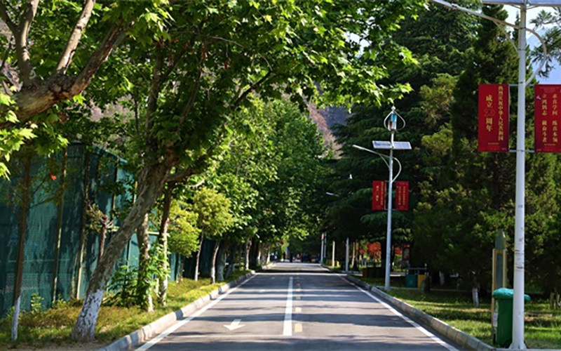 林荫小道