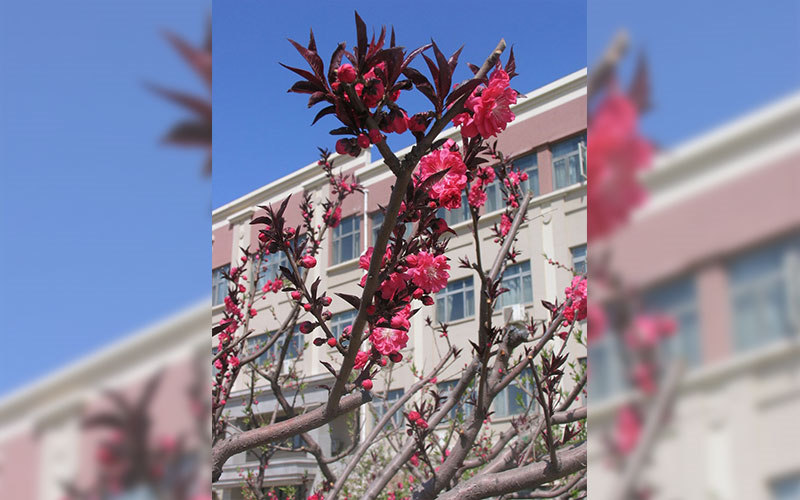 校园景色
