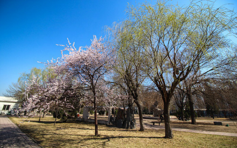 路边小树