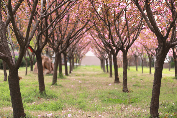 学院风景
