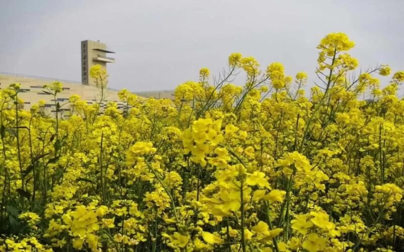 油菜花