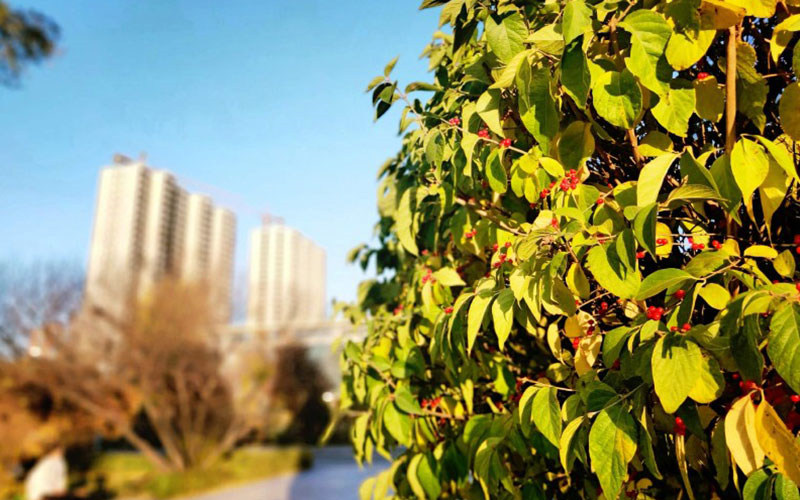 学校风景