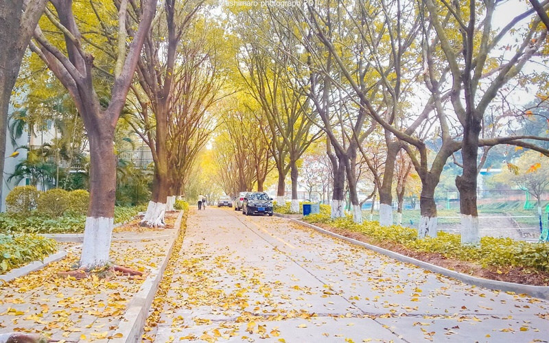 金色校园