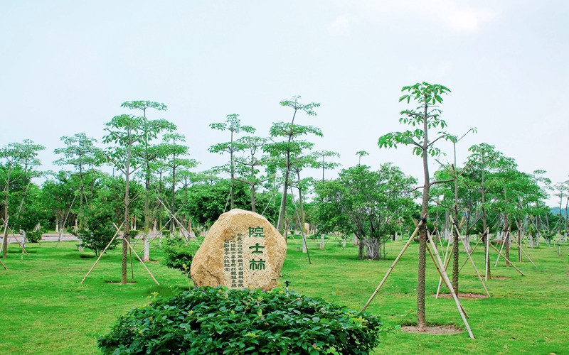 学院绿化