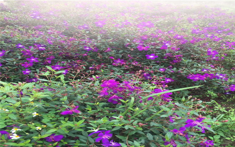 学院景色