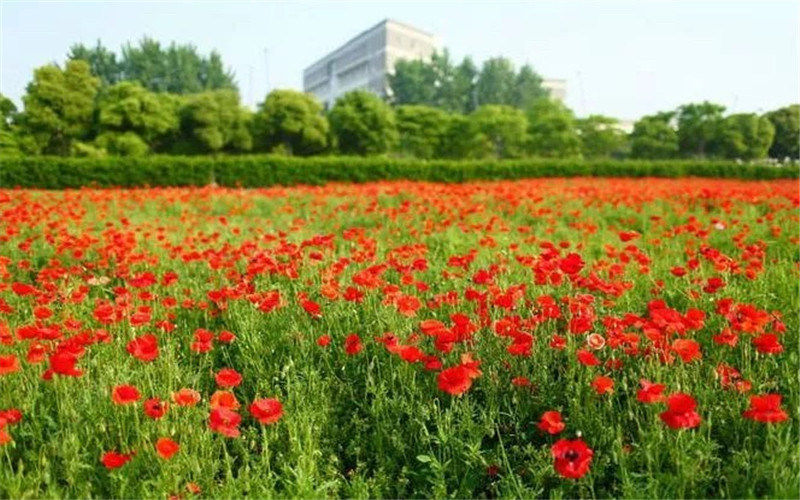 学院景色
