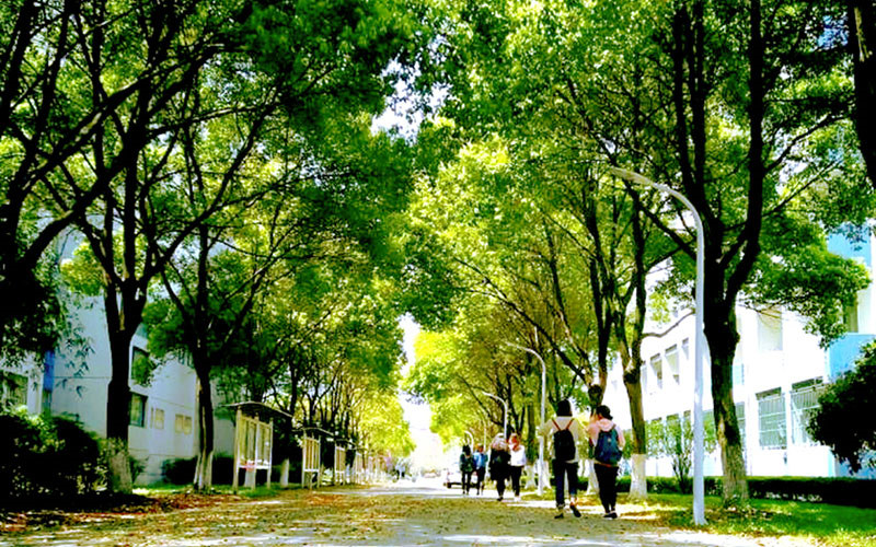 学院绿化