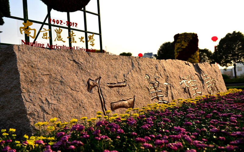 景观石
