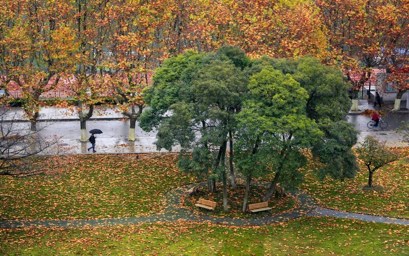 金色校园