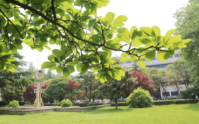 学院绿化
