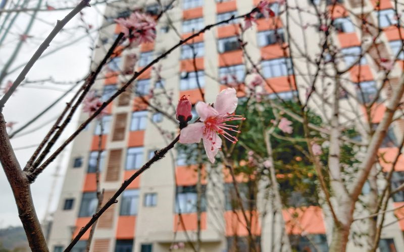 校园景色