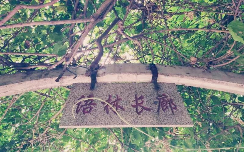 校园长廊