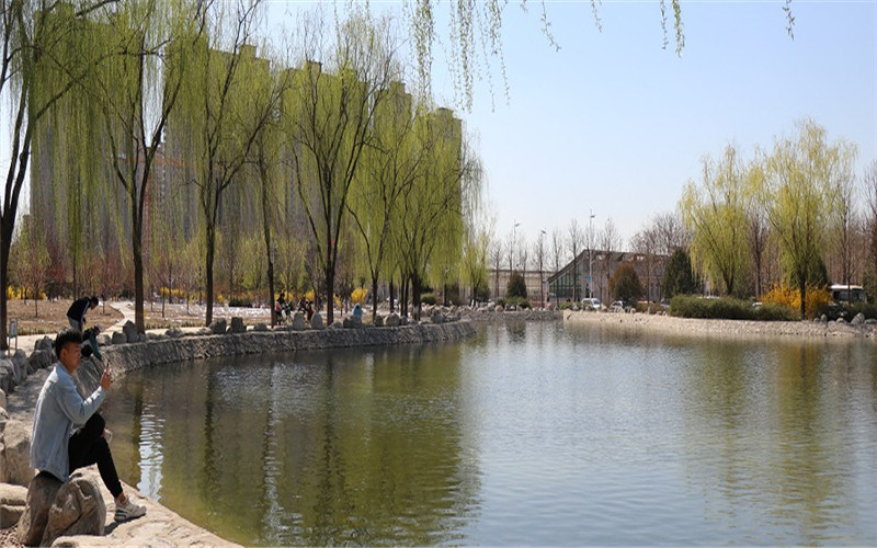 河边杨柳