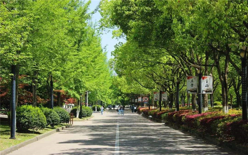 林荫小道