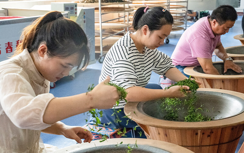 炒茶照片