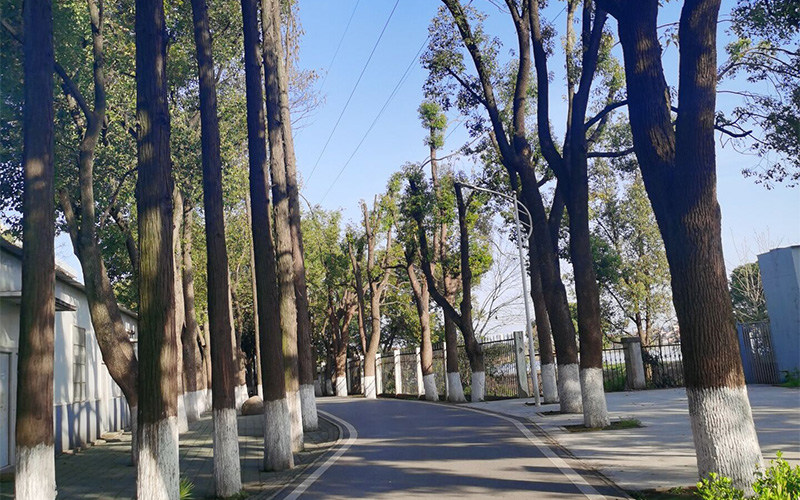 林荫小道