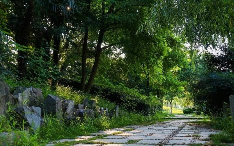 林荫小道