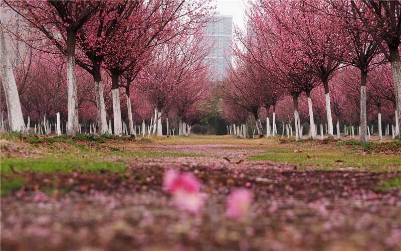 学院风景