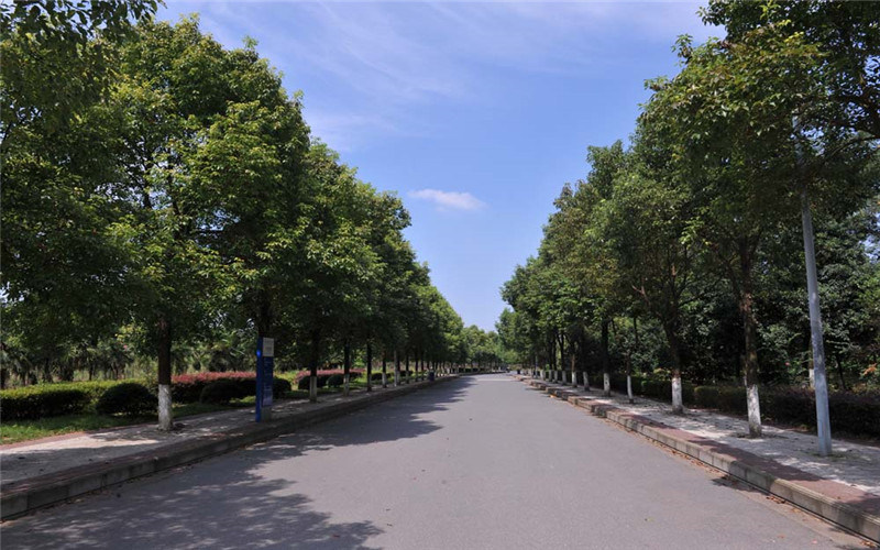 学院小路