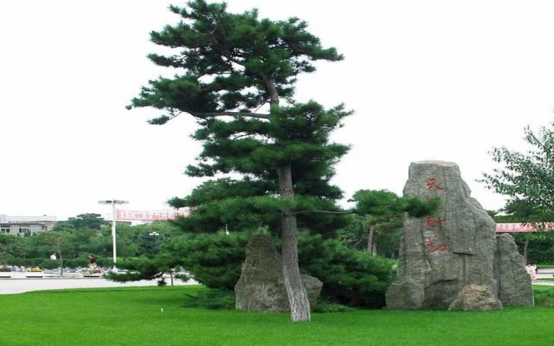 校园绿化