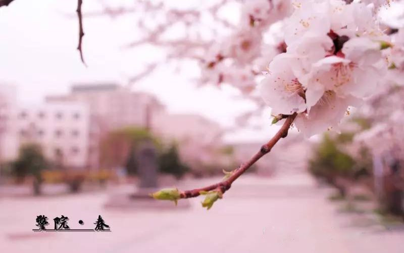 校园风光