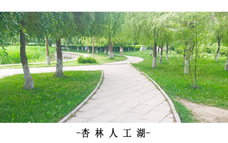 林荫小道